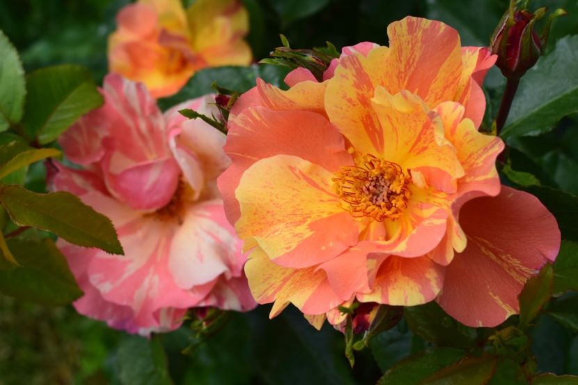  - Sorbet de Fruite
