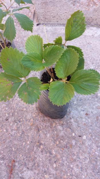 Stoloni inradacinati de capsuni - 00 Plante 2018