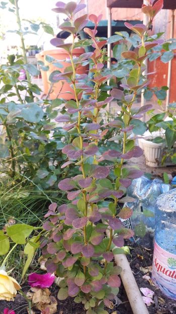 Berberis thunbergii - 00 Plante 2018
