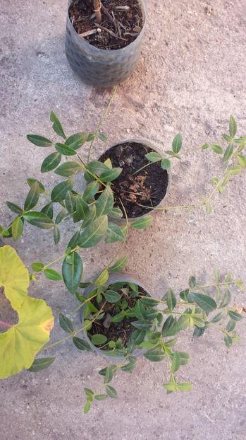 Vinca minor 4 ronbuc - 00 Vanzare plante 2018