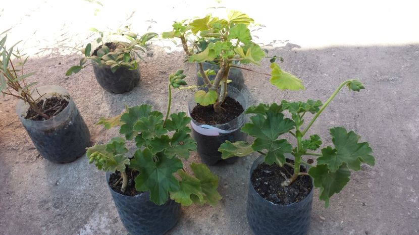 Muscate zonale diverse culori - 00 Plante 2018