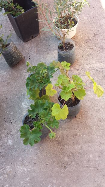 Muscate - 00 Plante 2018