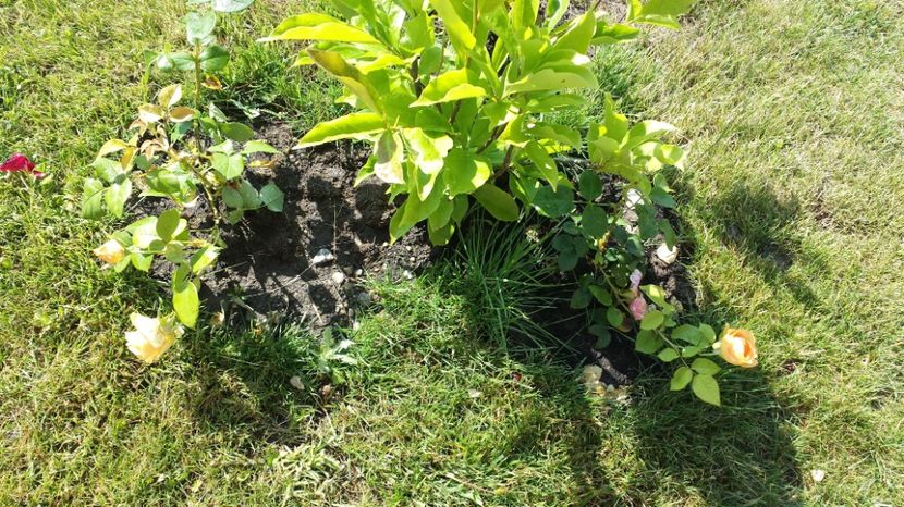 Candelight butasi a doua inflorire - Gradina iunie 2017