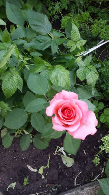 Bel Ange - 00 Plante 2018