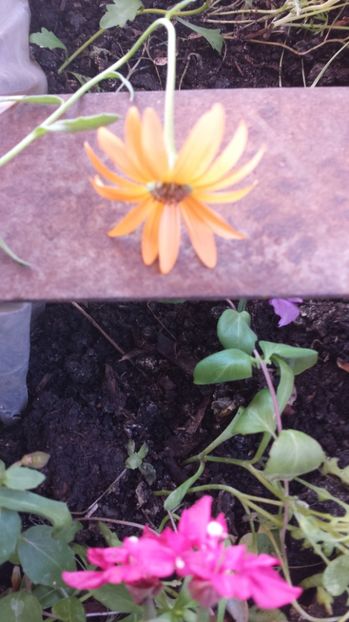  - Gradina iunie 2017