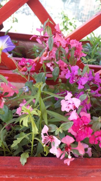  - Gradina iunie 2017