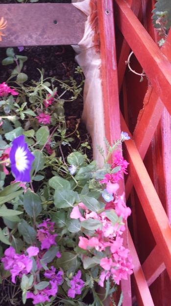  - Gradina iunie 2017