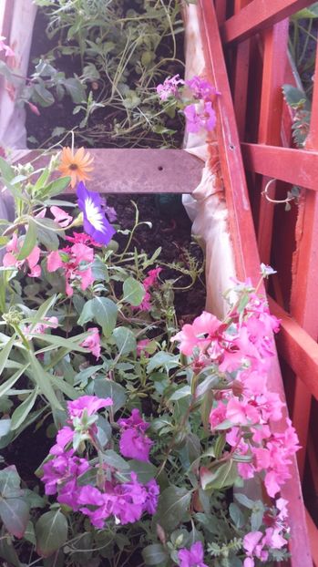  - Gradina iunie 2017