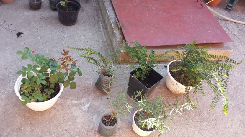 Salix gracilis (prim plan) 7 ron/10 ron - 00 Vanzare plante 2018