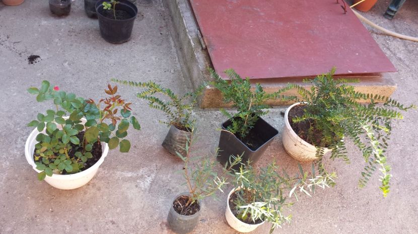 Salix gracilis (prim plan) - 00 Plante 2018