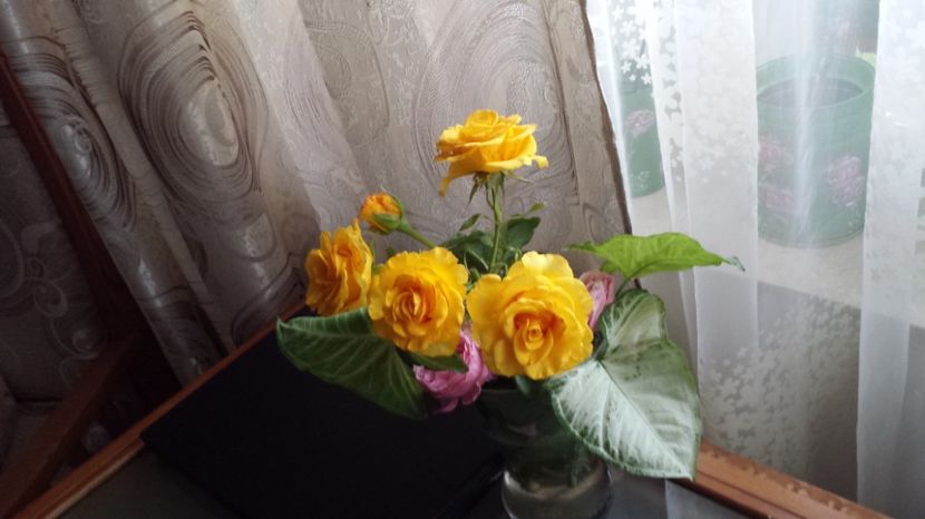 Un lastar de buccaneer rupt de vant - Buchetele mele