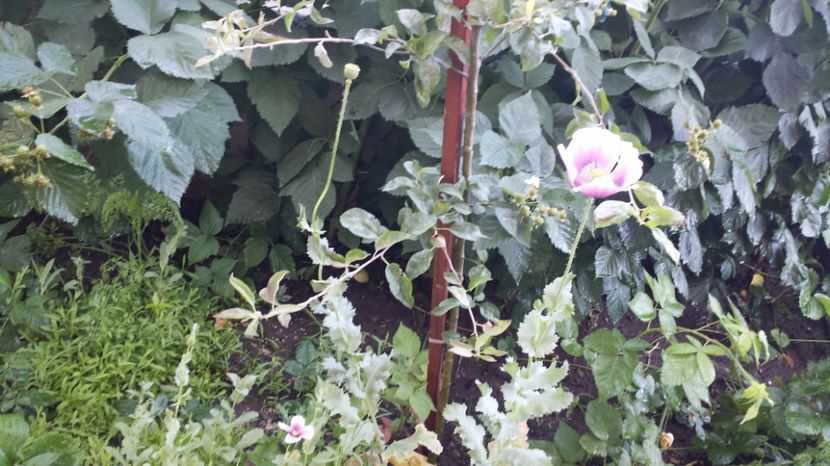 Mac roz din samanta - Diverse