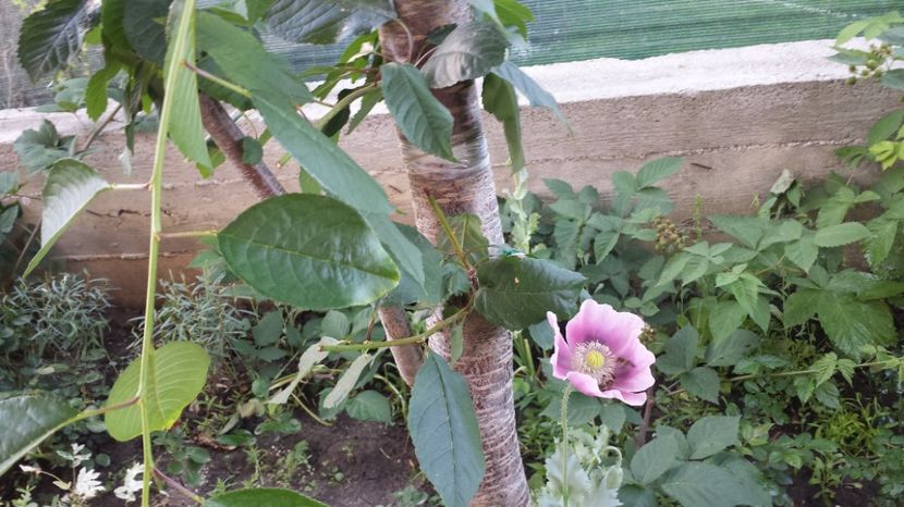 Bucuria albinelor - Diverse