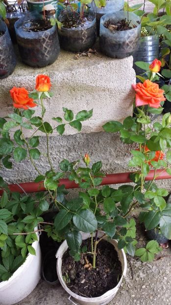 Monica anul 3 - Diverse