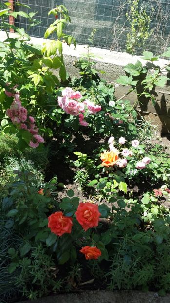 Butasi Monica - Diverse