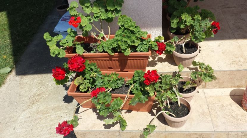 Muscate rosii - Diverse