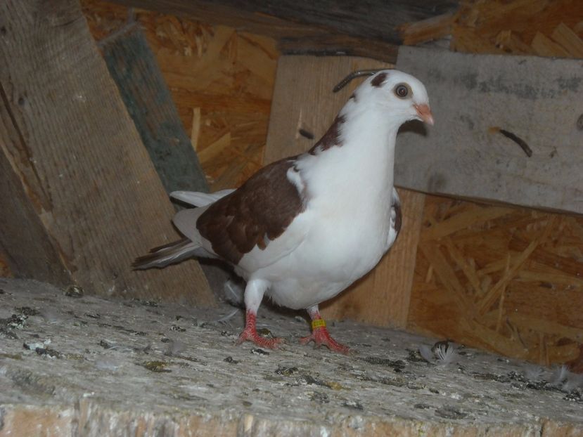 pierdut - PUISORI  2017