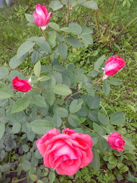  - TRANDAFIRI 2017_2018