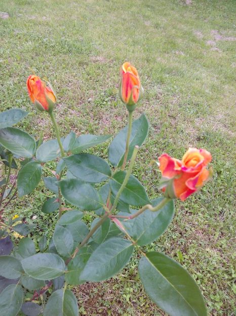  - TRANDAFIRI 2017_2018