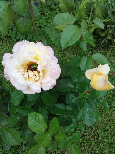  - TRANDAFIRI 2017_2018