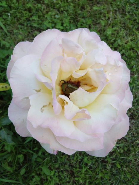  - TRANDAFIRI 2017_2018