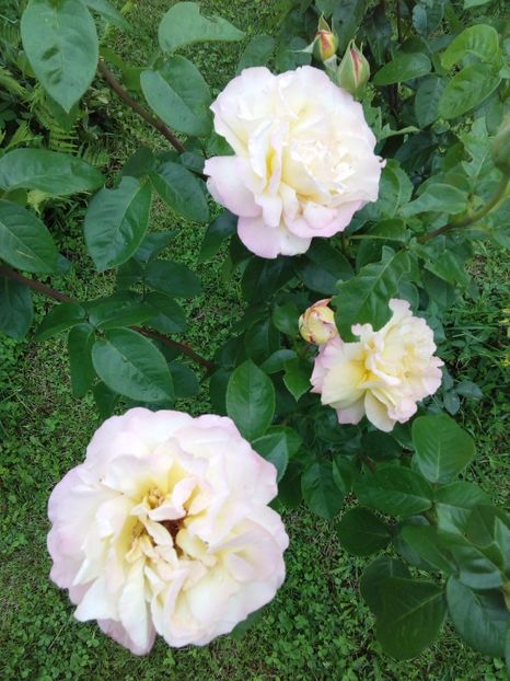  - TRANDAFIRI 2017_2018