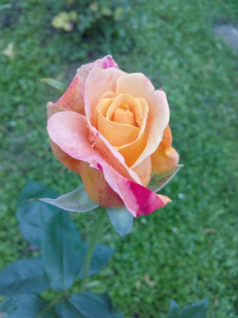  - TRANDAFIRI 2017_2018