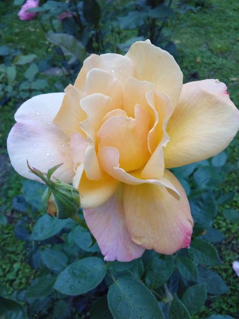  - TRANDAFIRI 2017_2018