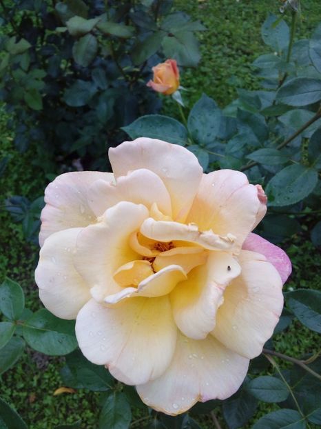  - TRANDAFIRI 2017_2018