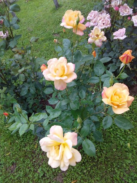  - TRANDAFIRI 2017_2018