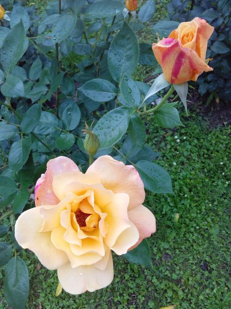  - TRANDAFIRI 2017_2018