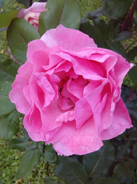  - TRANDAFIRI 2017_2018