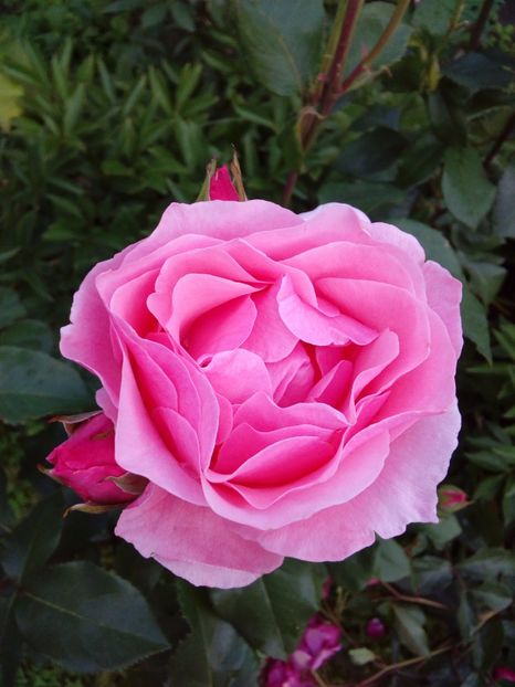  - TRANDAFIRI 2017_2018