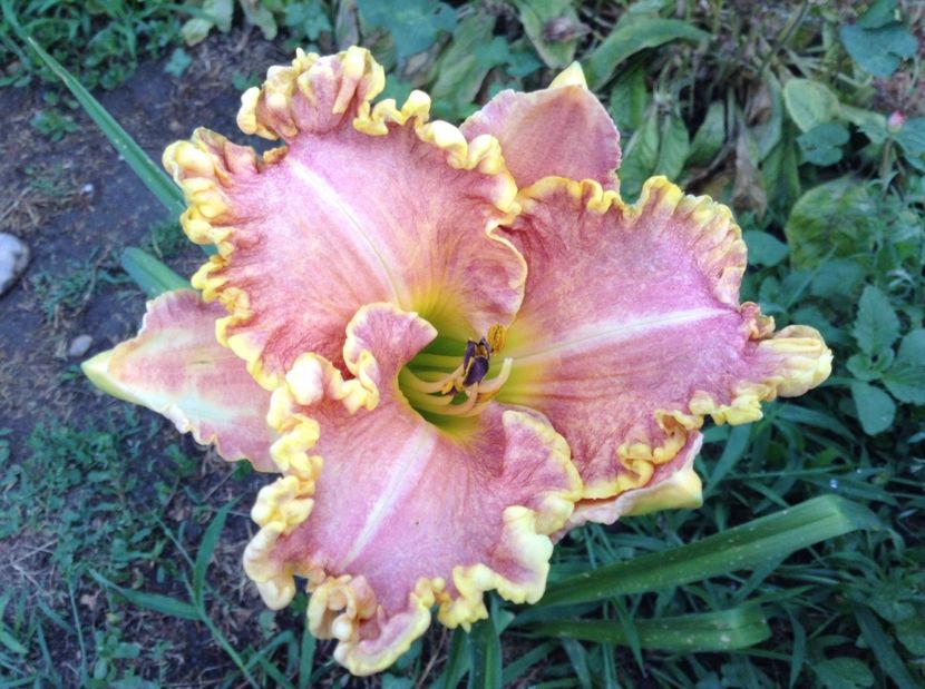 Darla anita - Hemerocallisi 2017