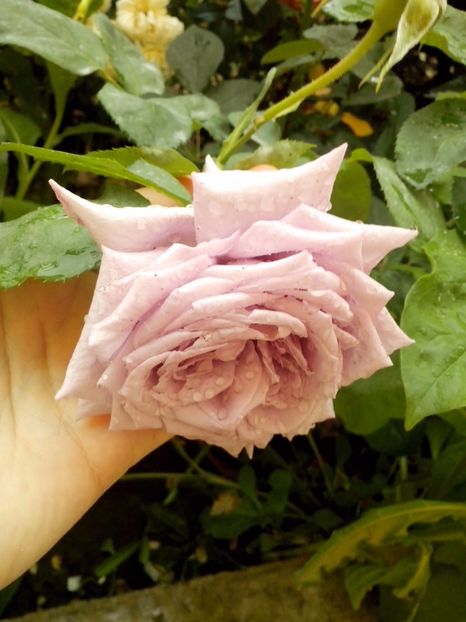 mamy blue - 0 TRANDAFIRI 2017