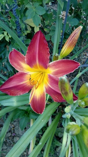  - 2017 Hemerocallisi