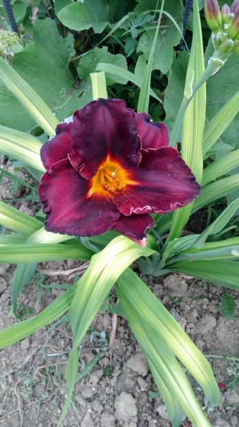  - 2017 Hemerocallisi