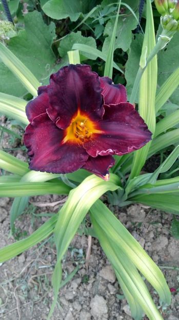  - 2017 Hemerocallisi