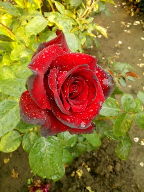 schwarze madonna - 0 TRANDAFIRI 2017