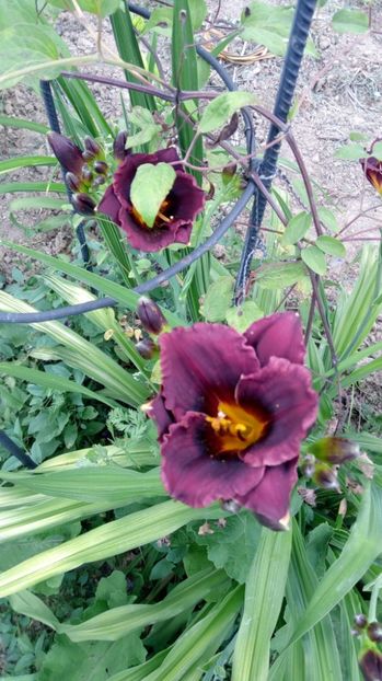  - 2017 Hemerocallisi