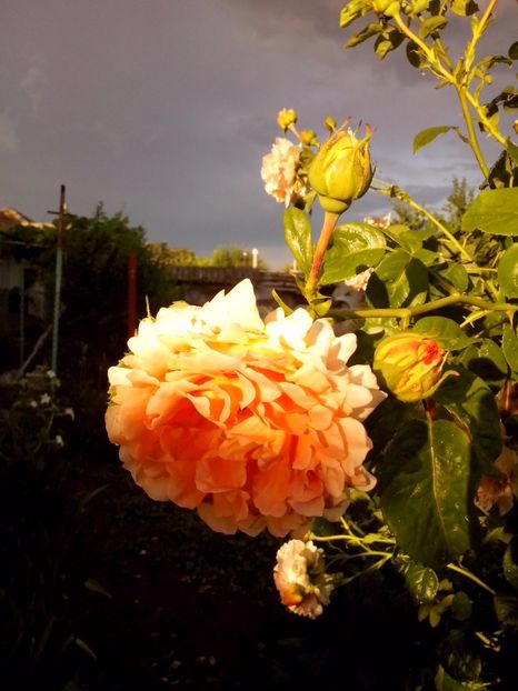 polka - 0 TRANDAFIRI 2017