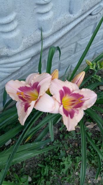  - 2017 Hemerocallisi