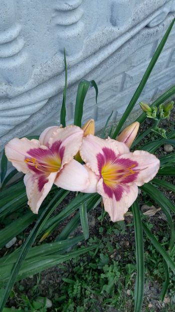  - 2017 Hemerocallisi