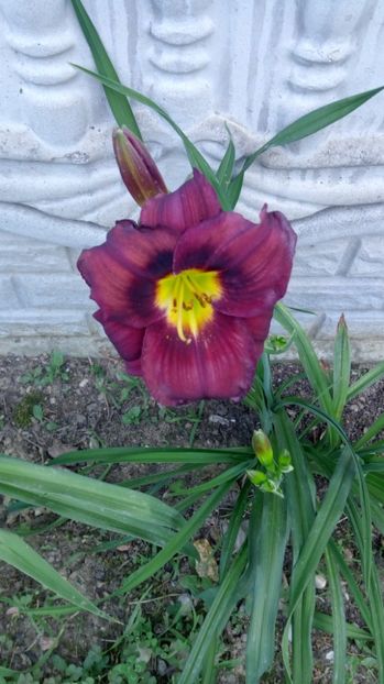  - 2017 Hemerocallisi