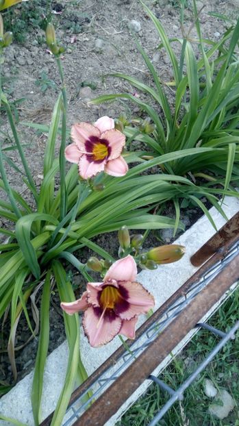  - 2017 Hemerocallisi