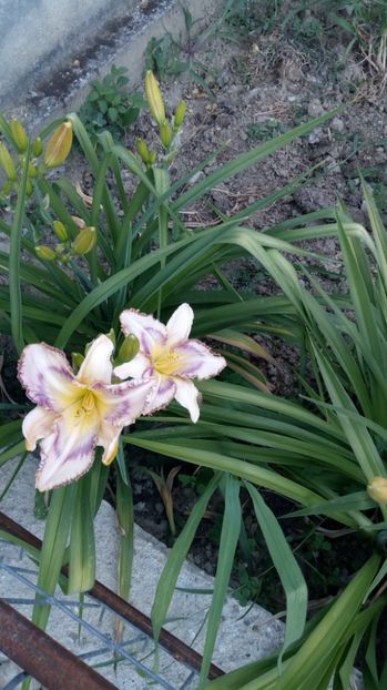  - 2017 Hemerocallisi