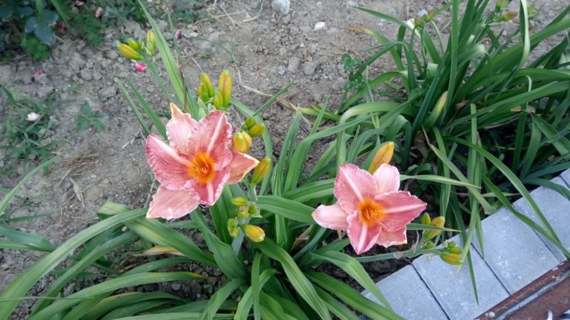  - 2017 Hemerocallisi