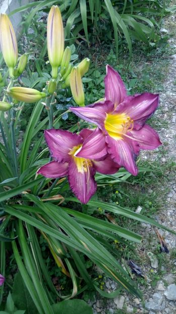  - 2017 Hemerocallisi