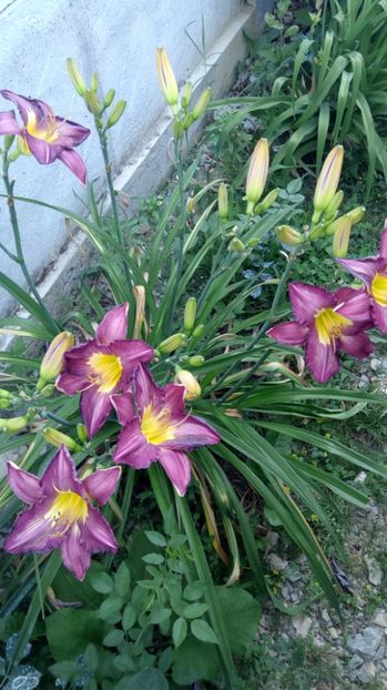  - 2017 Hemerocallisi