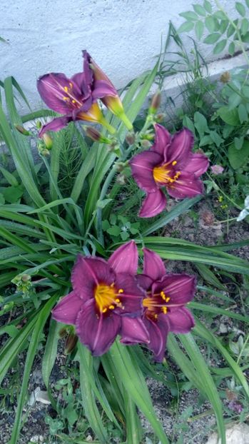  - 2017 Hemerocallisi